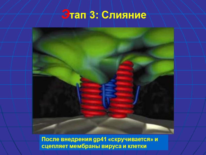 После внедрения gp41 «скручивается» и  сцепляет мембраны вируса и клетки Этап 3: Слияние